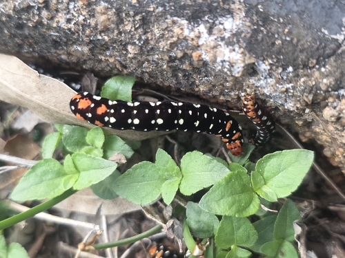 Indian Lily Moth
