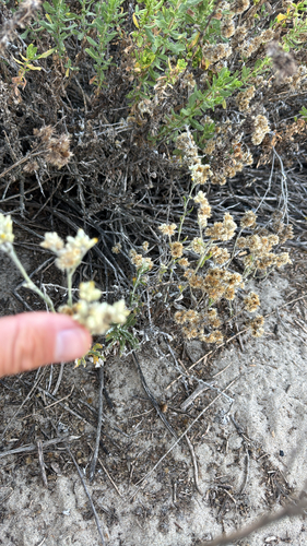 iNaturalist observation photo of two-color rabbit tobacco