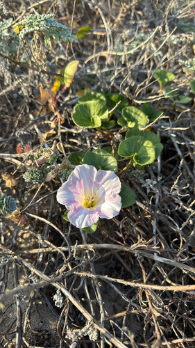 iNaturalist observation photo of false bindweeds