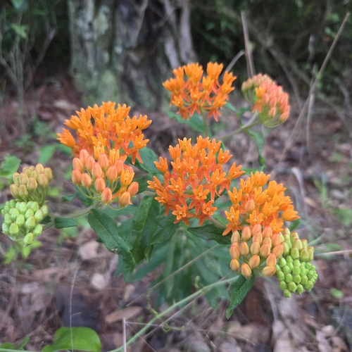 butterfly milkweed