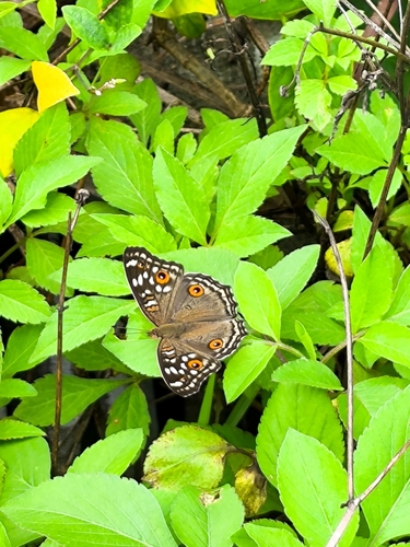 Lemon Pansy