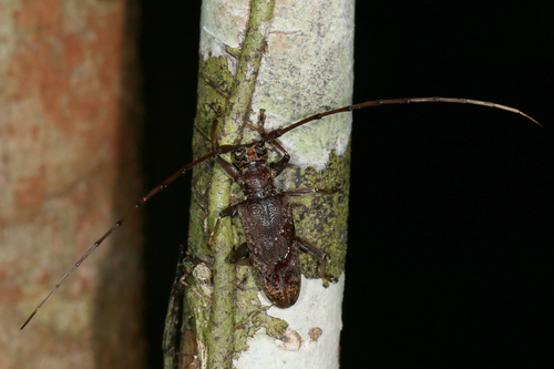 Acalolepta variolaris