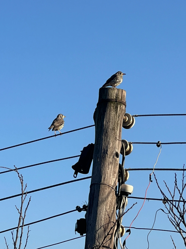 Groundscraper Thrush