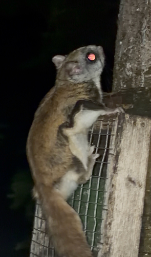 Northern Flying Squirrel observed by sumacd