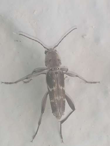 Xylotrechus stebbingi