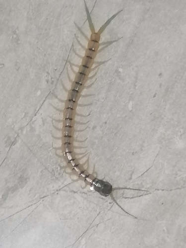 Mediterranean Banded Centipede