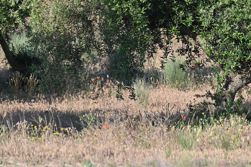 Eurasian Stone-curlew