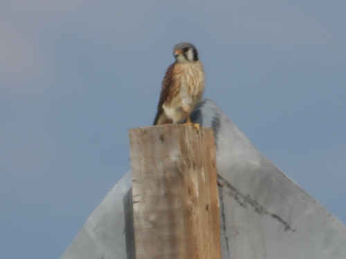 American Kestrel