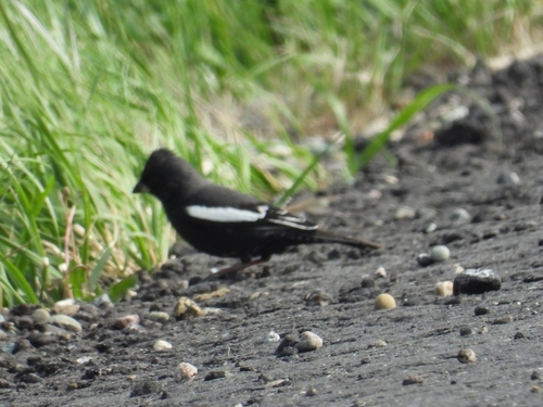 Lark Bunting