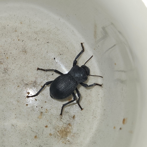 Asbolus mexicanus mexicanus