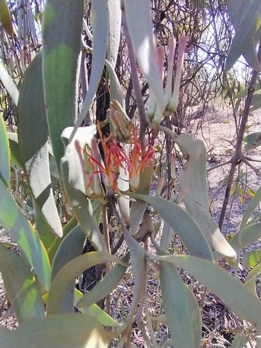 grey mistletoe