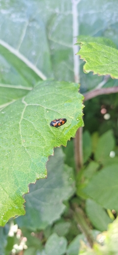 Common Froghopper