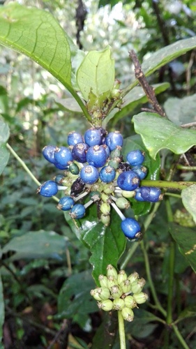 Psychotria peduncularis