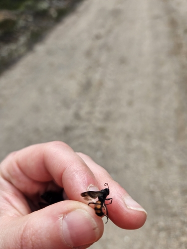 Black-banded Spider Wasp