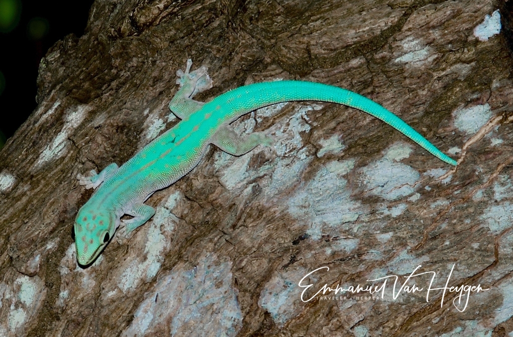 Abbott's Day Gecko (Phelsuma abbotti)