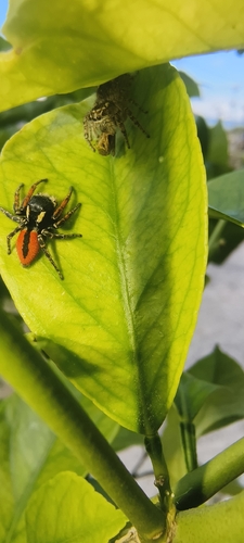 Red-bellied Jumping Spider
