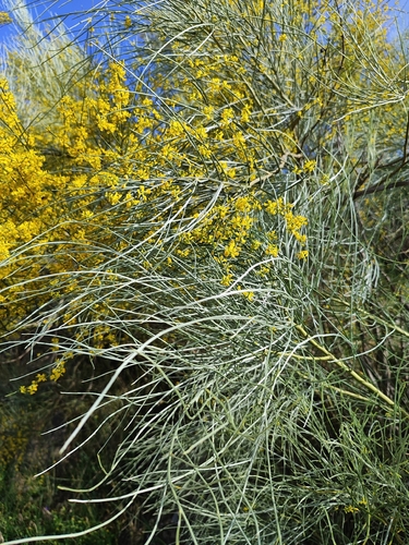 Yellow Bridal Broom