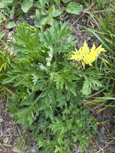 common mugwort