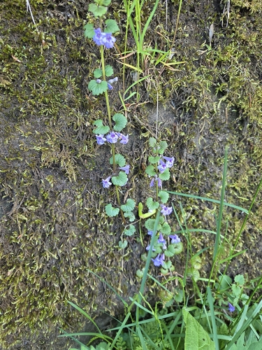 ground-ivy