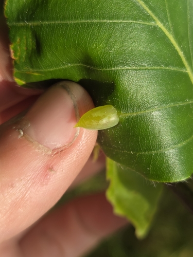 Beech Gall Midge