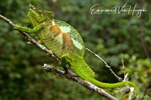 Trioceros quadricornis quadricornis