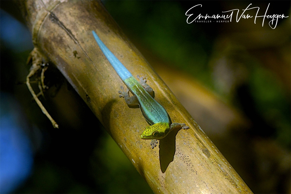 Neon day gecko