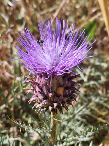 Dwarf Artichoke