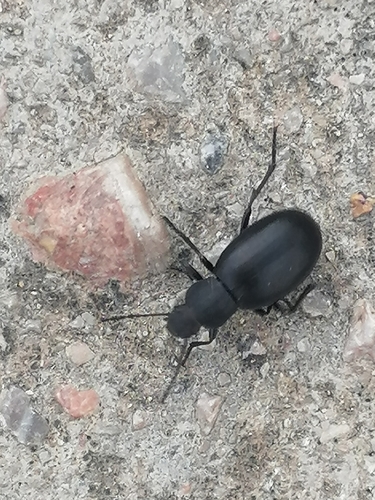 Euboeus tentyrioides