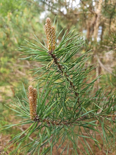 Scots pine
