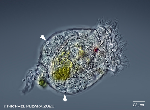 Brachionus angularis