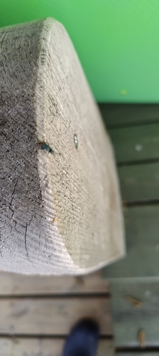 Common Malachite-beetle