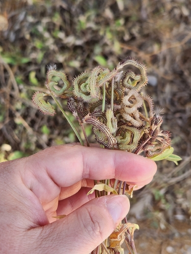 Caterpillar-plant