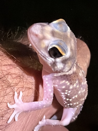 Thick-tailed Barking Gecko