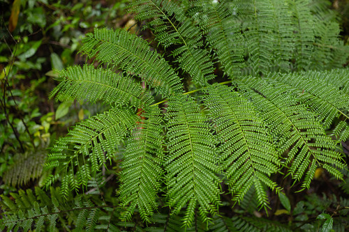 Ptisana melanesica