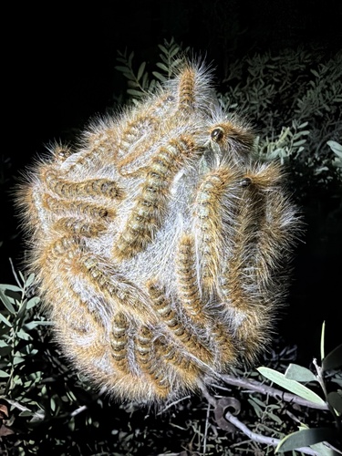 Bag-shelter Moth
