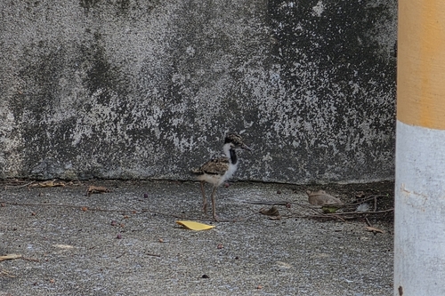 Red-wattled Lapwing