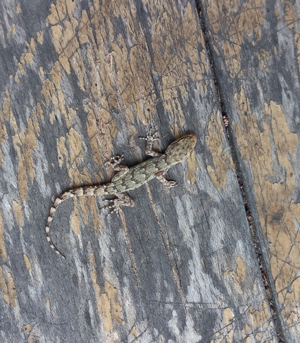 Kotschy's Gecko