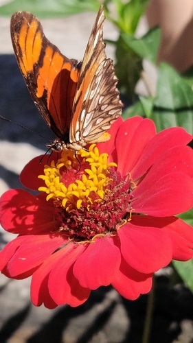 Juno Silverspot