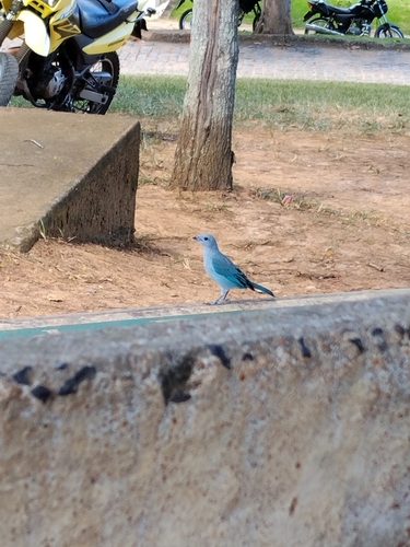 Sayaca Tanager