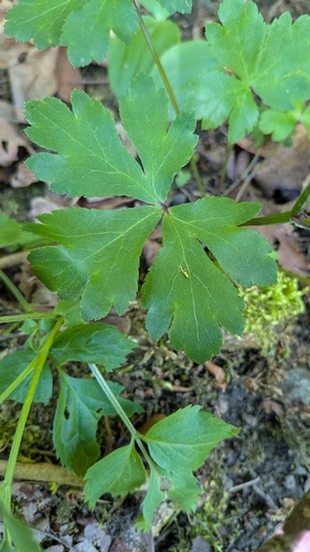 wood sanicle