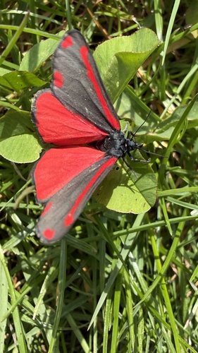 Cinnabar moth