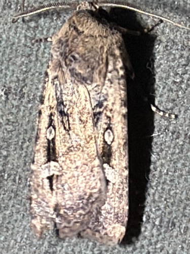 Bogong Moth