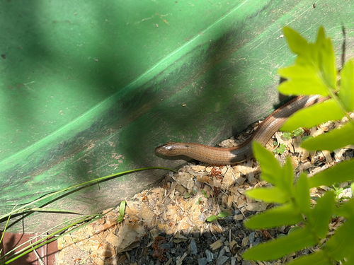 Common Slowworm