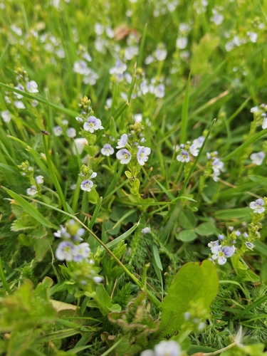thyme-leaved speedwell