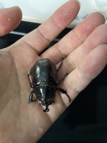 Xylotrupes socrates tonkinensis