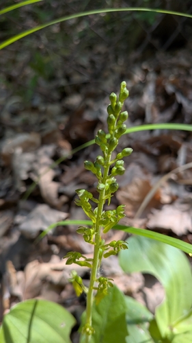 Common Twayblade