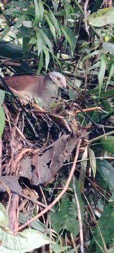 White-throated Quail-Dove