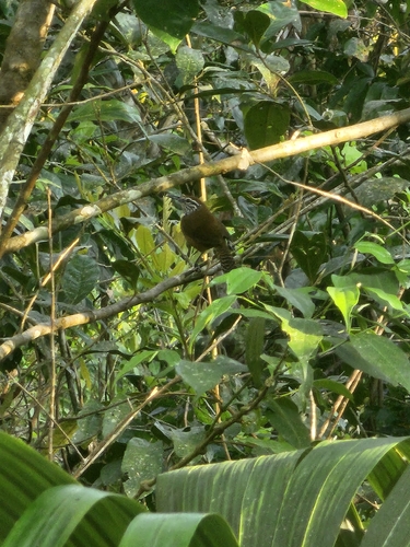 Spot-breasted Wren