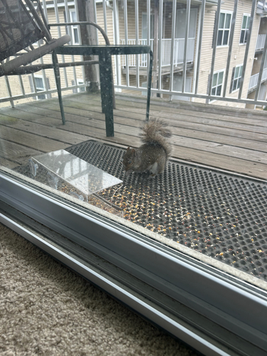 Eastern Gray Squirrel