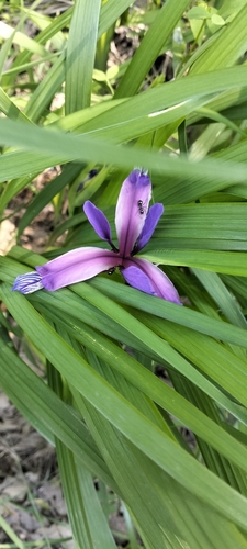 Grass-Leaved Flag